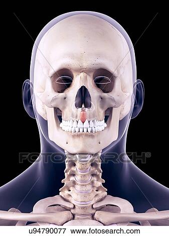Stock Photo - Facial muscle, illustration. Fotosearch