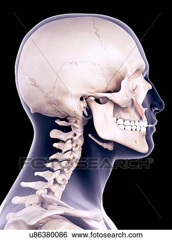 Facial muscle, illustration View Large Photo Image Stock Photograph - Facial muscle, illustration. Fotosearch