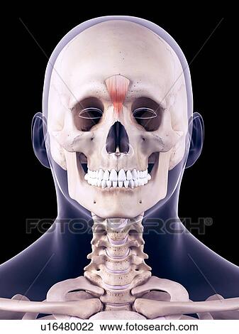 Stock Image - Facial muscles, illustration. Fotosearch