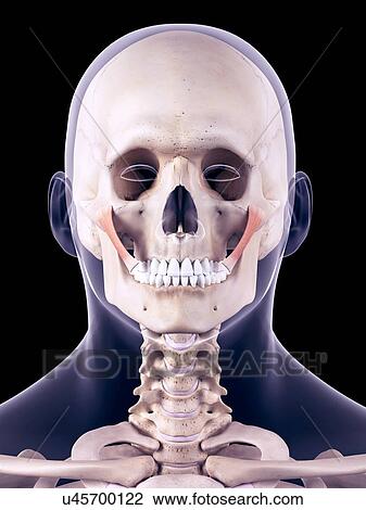 Stock Image - Facial muscles, illustration. Fotosearch