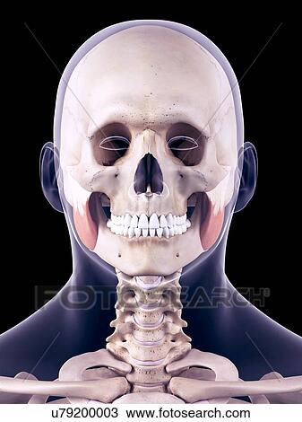 Stock Image - Facial muscles, illustration. Fotosearch