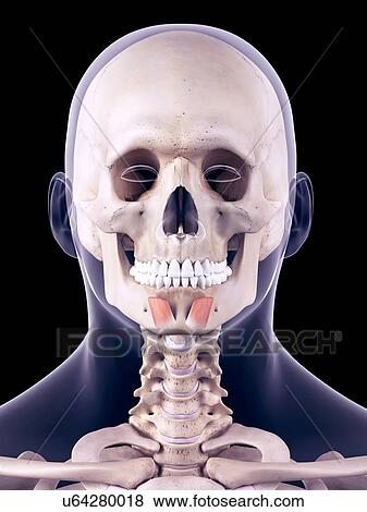 Facial muscles, illustration View Large Photo Image Stock Photo - Facial muscles, illustration. Fotosearch