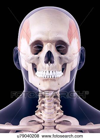 Stock Photo - Facial muscles, illustration. Fotosearch