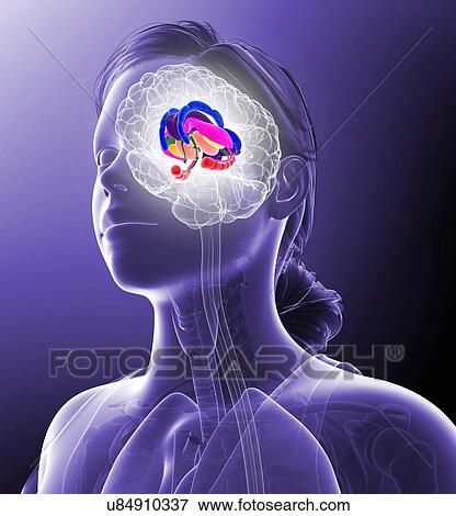 Female brain anatomy, illustration View Large Photo Image Stock Photo - Female brain anatomy, illustration. Fotosearch