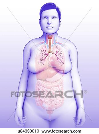 Female bronchi, illustration View Large Photo Image Stock Image - Female bronchi, illustration. Fotosearch