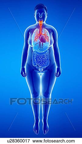 Stock Photo - Female bronchi, illustration. Fotosearch