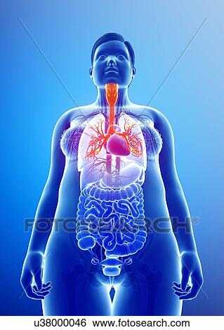 Stock Photograph - Female bronchi, illustration. Fotosearch