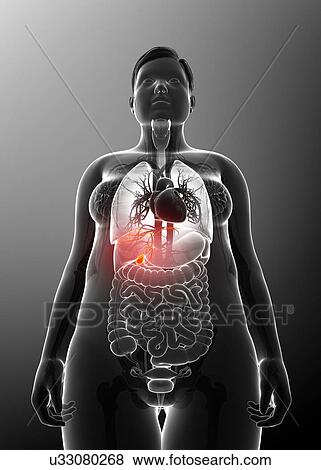 Female gallbladder, illustration View Large Photo Image Stock Photo - Female gallbladder, illustration. Fotosearch