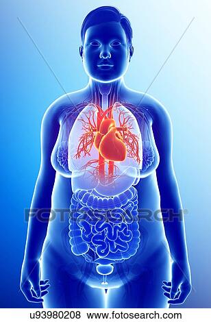 Stock Photo - Female heart, illustration. Fotosearch