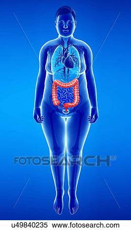 Stock Photography - Female large intestine, illustration. Fotosearch