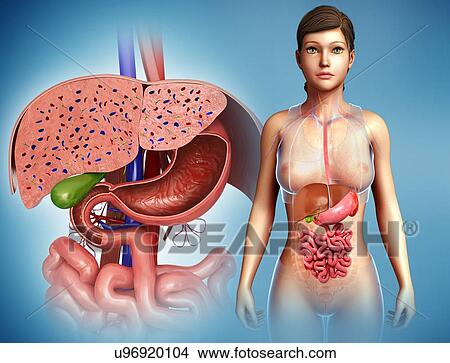 Female liver and stomach, illustration View Large Photo Image Picture - Female liver and stomach, illustration. Fotosearch