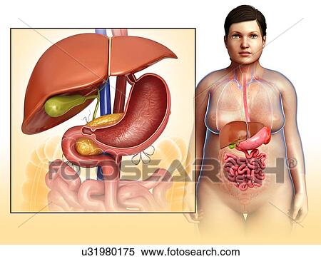 Female liver and stomach, illustration View Large Photo Image Stock Photography - Female liver and stomach, illustration. Fotosearch