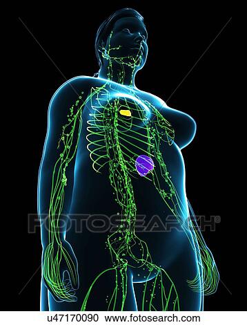Female lymphatic system, illustration View Large Photo Image Stock Image - Female lymphatic system, illustration. Fotosearch