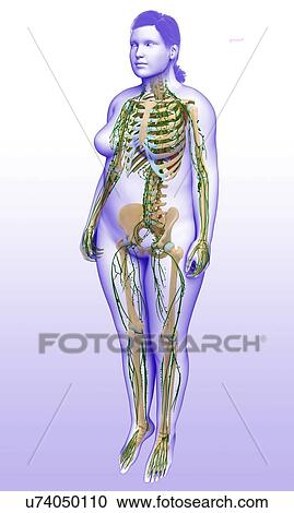 Female lymphatic system, illustration View Large Photo Image Stock Image - Female lymphatic system, illustration. Fotosearch