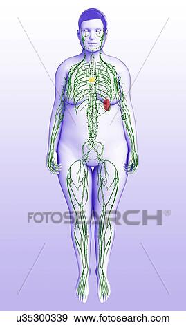 Female lymphatic system, illustration View Large Photo Image Stock Photo - Female lymphatic system, illustration. Fotosearch