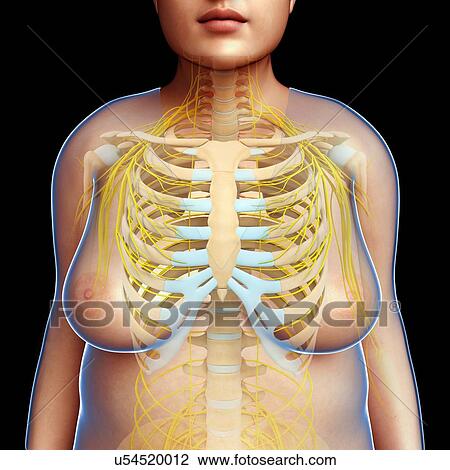 Female nervous system, illustration View Large Photo Image Stock Image - Female nervous system, illustration. Fotosearch