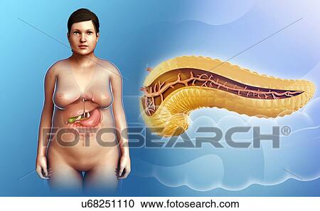 Stock Image - Female pancreas anatomy, illustration. Fotosearch