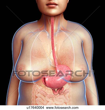 Picture - Female stomach, illustration. Fotosearch