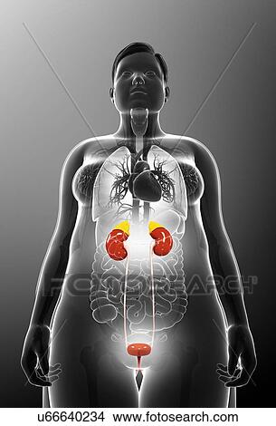 Picture - Female urinary system, illustration. Fotosearch