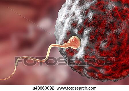 Stock Image - Fertilisation of human egg, illustration. Fotosearch