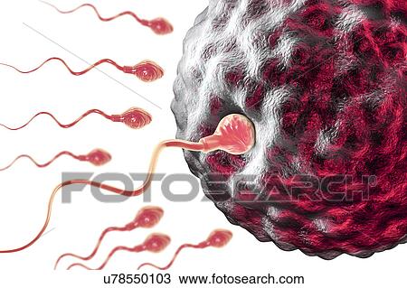 Stock Image - Fertilisation of human egg, illustration. Fotosearch