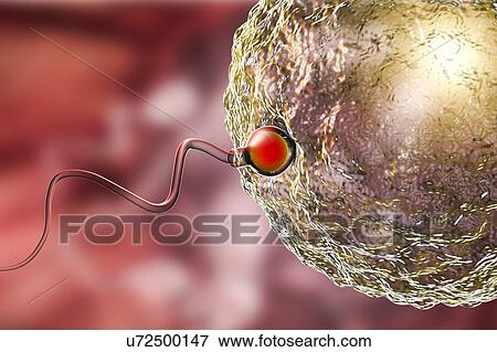 Fertilisation of human egg, illustration View Large Photo Image Stock Photo - Fertilisation of human egg, illustration. Fotosearch
