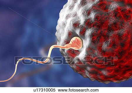 Fertilisation of human egg, illustration View Large Photo Image Stock Photography - Fertilisation of human egg, illustration. Fotosearch