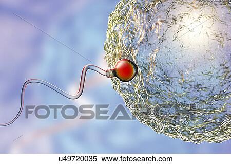 Fertilisation of human egg, illustration View Large Photo Image Stock Photography - Fertilisation of human egg, illustration. Fotosearch