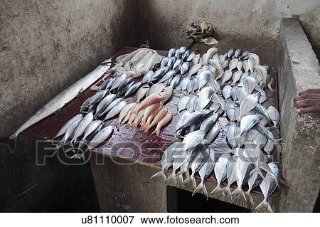 Fish in market View Large Photo Image Stock Photo - Fish in market. Fotosearch