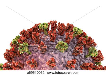 Stock Image - Flu virus, illustration. Fotosearch