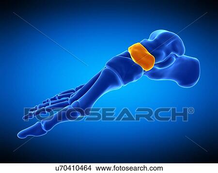 Foot bone, illustration View Large Photo Image Picture - Foot bone, illustration. Fotosearch