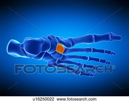 Stock Image - Foot bone, illustration. Fotosearch