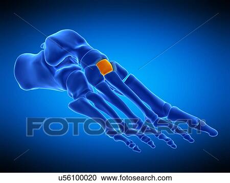 Foot bone, illustration View Large Photo Image Stock Image - Foot bone, illustration. Fotosearch