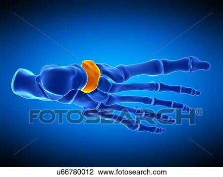 Foot bone, illustration View Large Photo Image Stock Image - Foot bone, illustration. Fotosearch
