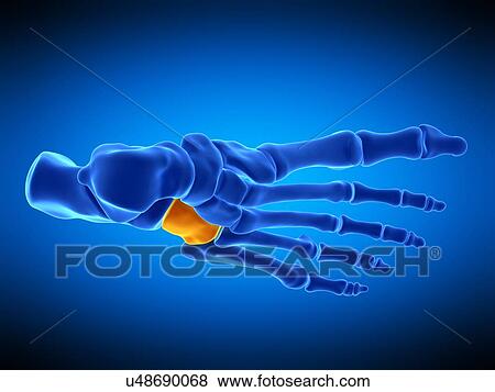 Foot bone, illustration View Large Photo Image Stock Photo - Foot bone, illustration. Fotosearch