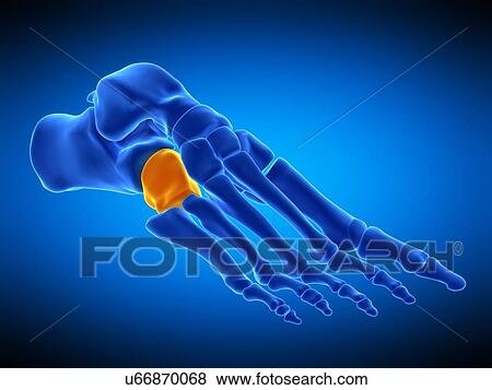 Stock Photo - Foot bone, illustration. Fotosearch