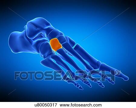 Foot bone, illustration View Large Photo Image Stock Photo - Foot bone, illustration. Fotosearch