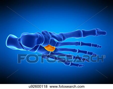 Foot bone, illustration View Large Photo Image Stock Photo - Foot bone, illustration. Fotosearch