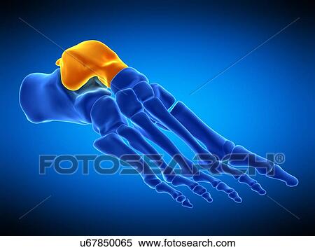 Stock Photography - Foot bone, illustration. Fotosearch