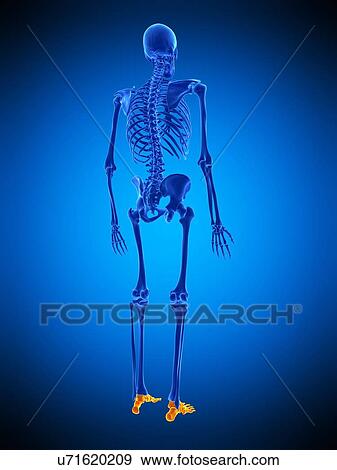 Stock Photo - Foot bones, illustration. Fotosearch