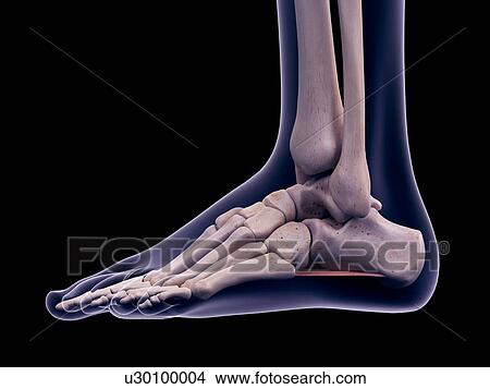 Foot muscle, illustration View Large Photo Image Picture - Foot muscle, illustration. Fotosearch