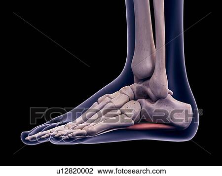 Stock Image - Foot muscle, illustration. Fotosearch