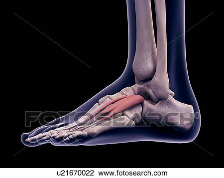 Foot muscle, illustration View Large Photo Image Stock Image - Foot muscle, illustration. Fotosearch