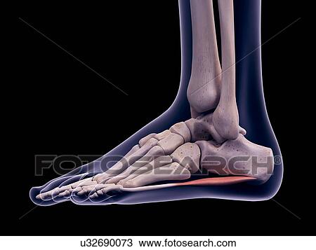 Stock Image - Foot muscle, illustration. Fotosearch