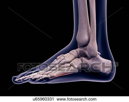 Foot muscle, illustration View Large Photo Image Stock Image - Foot muscle, illustration. Fotosearch