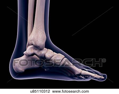 Stock Image - Foot muscle, illustration. Fotosearch