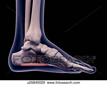 Stock Photo - Foot muscle, illustration. Fotosearch