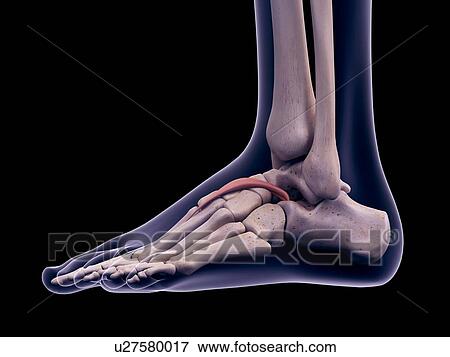 Foot muscle, illustration View Large Photo Image Stock Photo - Foot muscle, illustration. Fotosearch