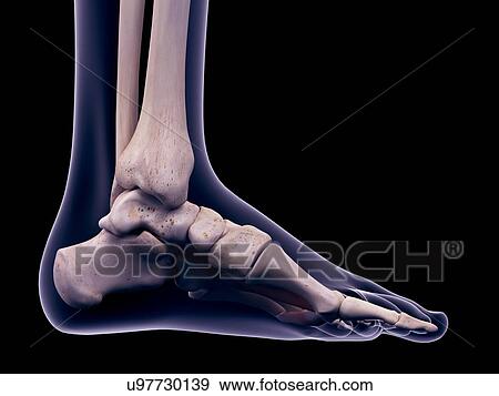 Stock Photo - Foot muscle, illustration. Fotosearch