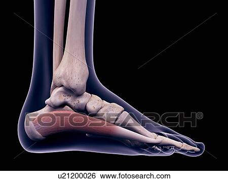Stock Photograph - Foot muscle, illustration. Fotosearch